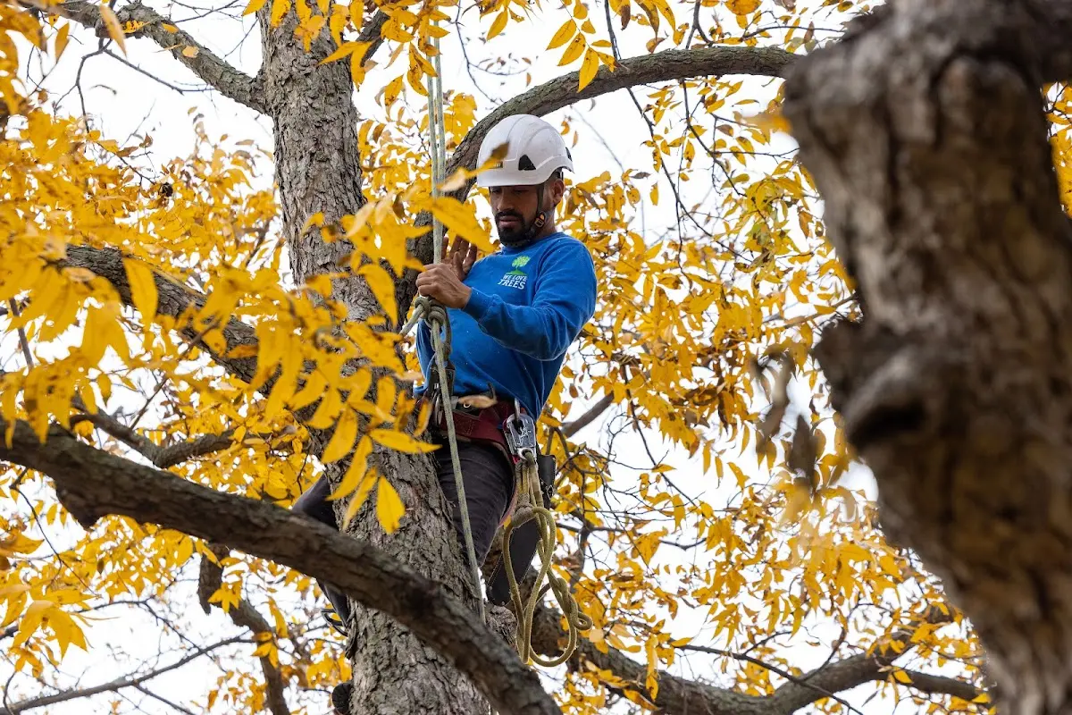 Skilled Tree Trimming crew working in Ashby